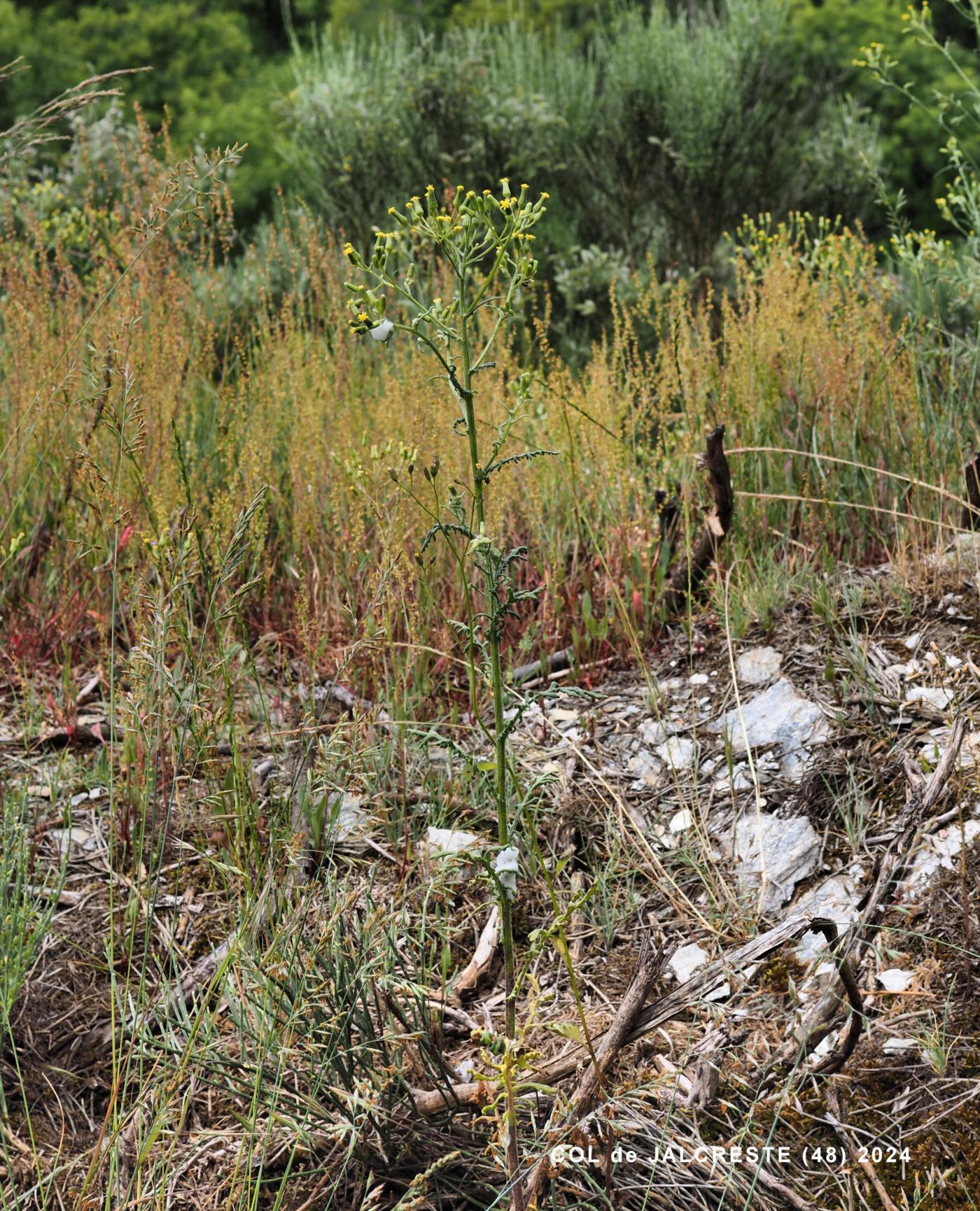 Groundsel, Wood plant